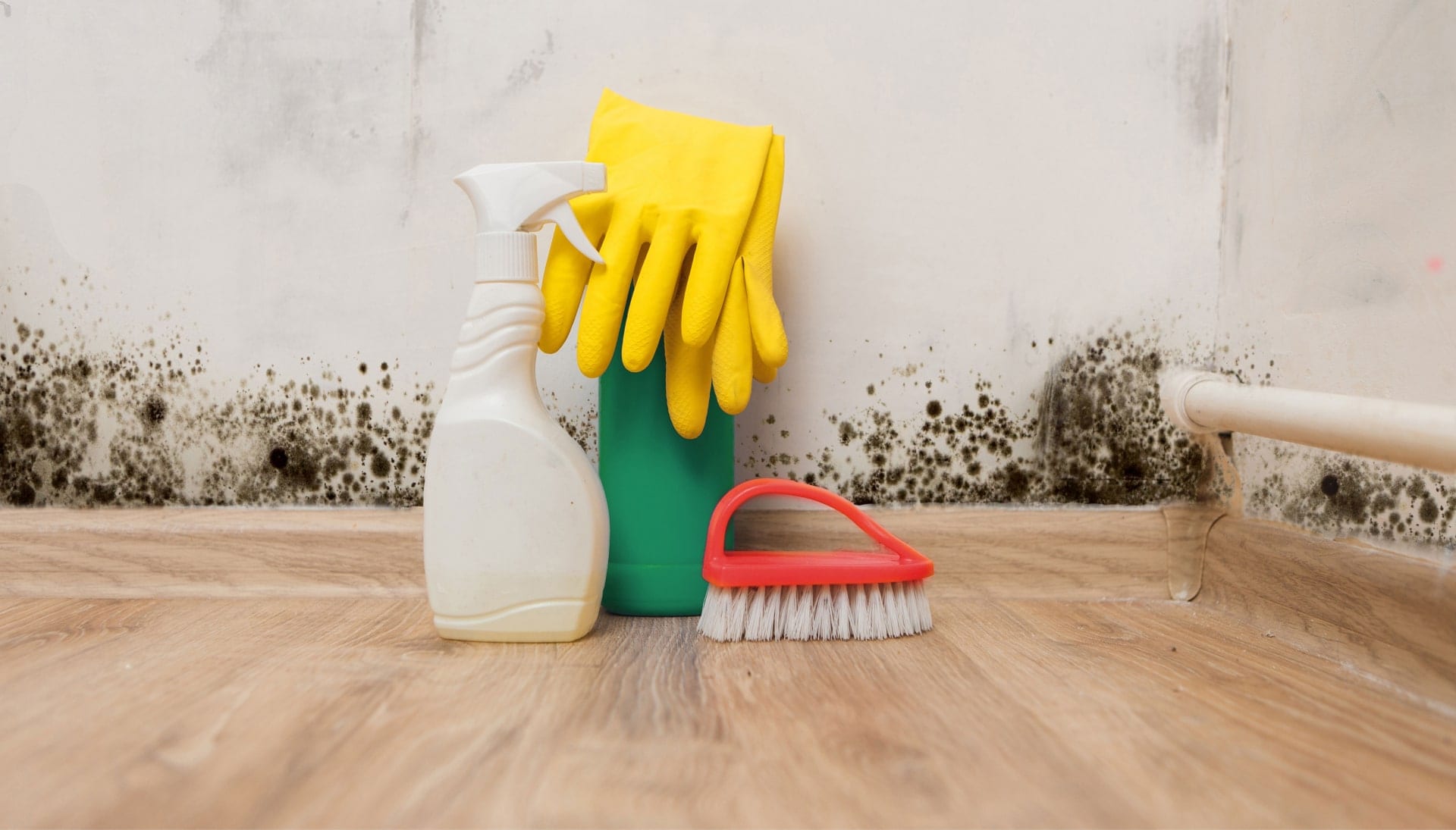 Know About Mold Removal In Lancaster